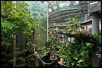 Four-story Rainforest exhibit, California Academy of Sciences. San Francisco, California, USA ( color)
