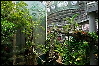 Four-story Rainforest exhibit, California Academy of Sciences. San Francisco, California, USA<p>terragalleria.com is not affiliated with the California Academy of Sciences</p>