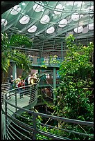 Tourists on spiraling path look at rainforest canopy, California Academy of Sciences. San Francisco, California, USA<p>terragalleria.com is not affiliated with the California Academy of Sciences</p>