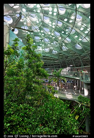 Domed rainforest, California Academy of Sciences. San Francisco, California, USA<p>terragalleria.com is not affiliated with the California Academy of Sciences</p>