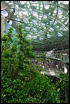Domed rainforest, California Academy of Sciences. San Francisco, California, USA ( color)