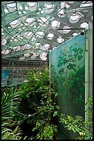 Rainforest canopy and dome, California Academy of Sciences. San Francisco, California, USA ( color)