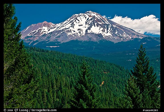 Forested slopes and Mount Shasta. California, USA (color)