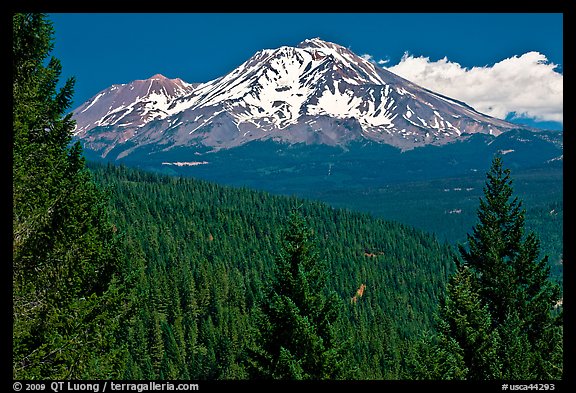 Forested slopes and Mount Shasta. California, USA