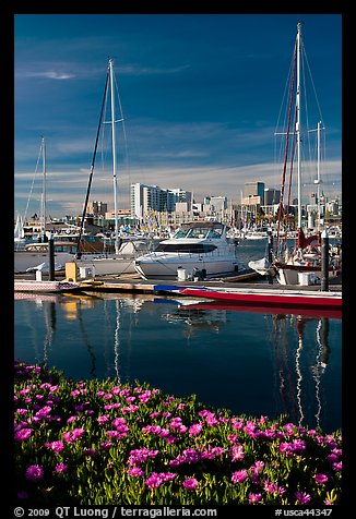 Flowers, Oakland skyline, and Alameda marina. Oakland, California, USA
