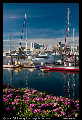 Flowers, Oakland skyline, and Alameda marina. Oakland, California, USA (color)