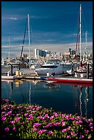 Flowers, Oakland skyline, and Alameda marina. Oakland, California, USA (color)