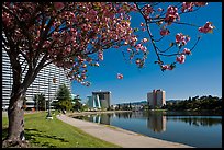 Tree in bloom on the shore of Lake Merritt. Oakland, California, USA