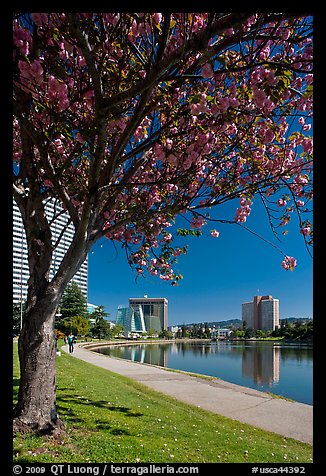 Lake Merritt in the spring with  Pink Flowering Almond. Oakland, California, USA