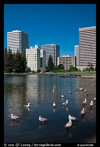 Ducks and skyline, Lake Merritt. Oakland, California, USA