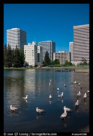 Ducks and skyline, Lake Merritt. Oakland, California, USA (color)