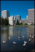 Ducks and skyline, Lake Merritt. Oakland, California, USA