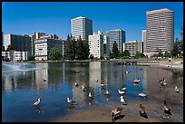 Ducks in Lake Merritt, a large tidal lagoon. Oakland, California, USA