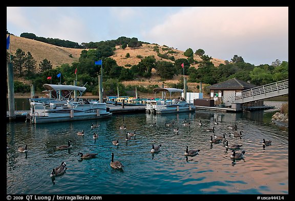 Ducks, marina, and hills Lake Chabot, Castro Valley. Oakland, California, USA (color)