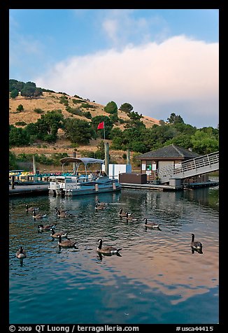 Ducks and marina at sunset, Lake Chabot Regional Park. Oakland, California, USA (color)