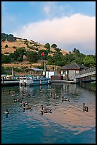 Ducks and marina at sunset, Lake Chabot Regional Park. Oakland, California, USA