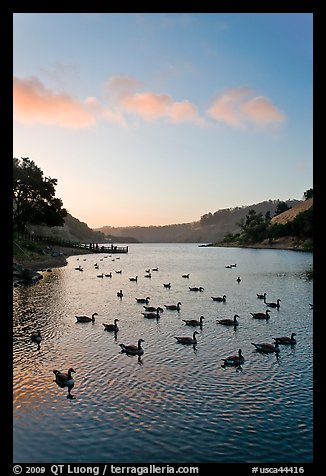 Lake Chabot with ducks at sunset, Castro Valley. Oakland, California, USA (color)