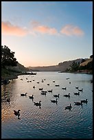 Lake Chabot with ducks at sunset, Castro Valley. Oakland, California, USA (color)