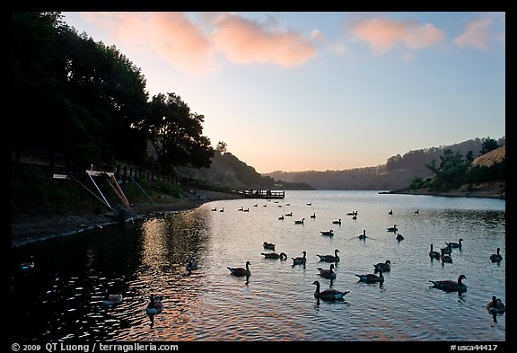 Large flock of ducks at sunset, Lake Chabot, Castro Valley. Oakland, California, USA