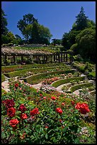 Berkeley Rose Garden. Berkeley, California, USA (color)