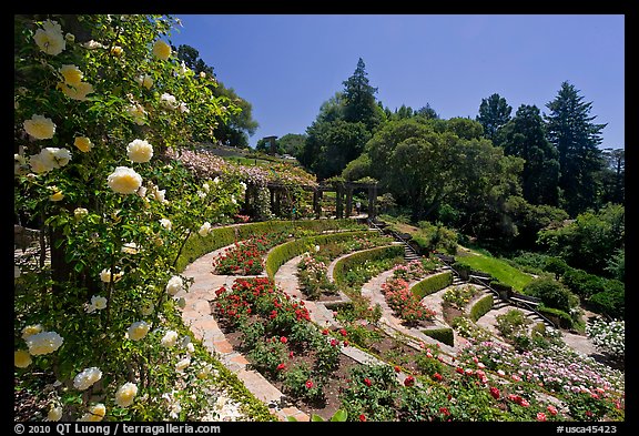 Municipal Rose Garden. Berkeley, California, USA