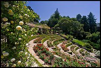 Municipal Rose Garden. Berkeley, California, USA