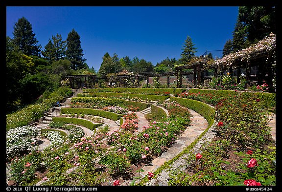 Terraced Amphitheater, Rose Garden. Berkeley, California, USA