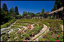 Terraced Amphitheater, Rose Garden. Berkeley, California, USA (color)