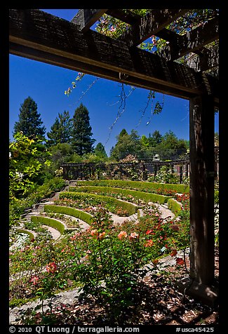 Berkeley Municipal Rose Garden. Berkeley, California, USA