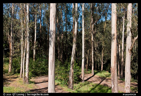 Eucalyptus grove, Tilden Regional Park. Berkeley, California, USA (color)