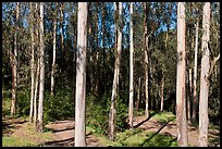 Eucalyptus grove, Tilden Regional Park. Berkeley, California, USA (color)