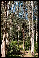 Eucalyptus trees, Berkeley Hills, Tilden Regional Park. Berkeley, California, USA (color)