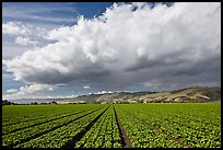 Field of vegetable and cloud. Watsonville, California, USA