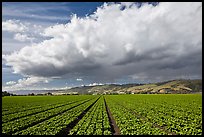 Field of vegetable and cloud. Watsonville, California, USA (color)