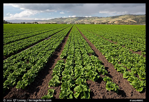 Long rows of lettuce. Watsonville, California, USA (color)