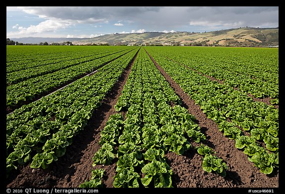 Long rows of lettuce. Watsonville, California, USA