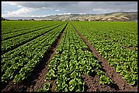 Long rows of lettuce. Watsonville, California, USA ( color)