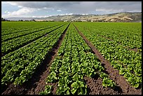 Long rows of lettuce. Watsonville, California, USA