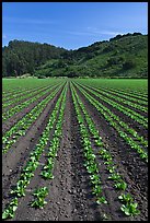 Vegetable farming. Watsonville, California, USA