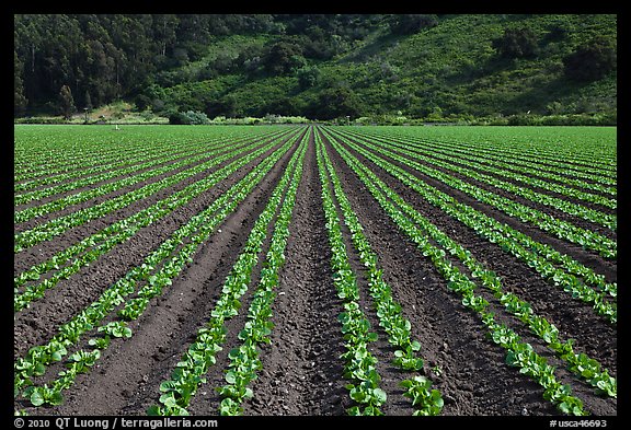 Vegetable crops. Watsonville, California, USA (color)