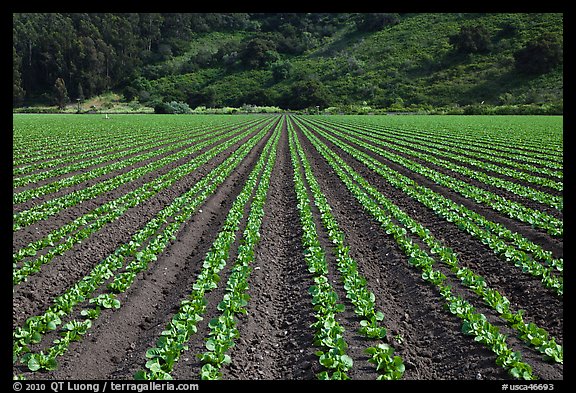 Vegetable crops. Watsonville, California, USA