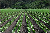 Vegetable crops. Watsonville, California, USA