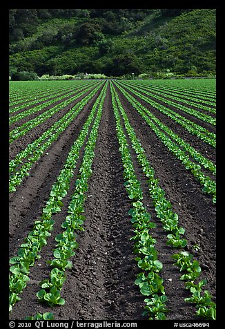 Lettuce intensive cultivation. Watsonville, California, USA (color)