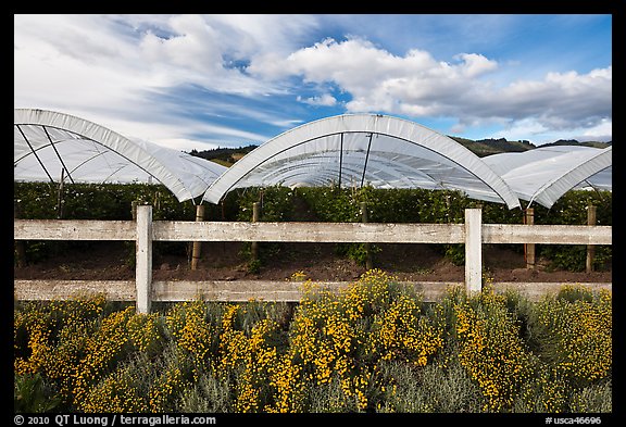Protected raspberry crops. Watsonville, California, USA