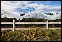 Protected raspberry crops. Watsonville, California, USA