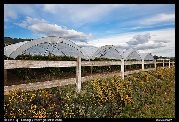 Raspberry cultivation. Watsonville, California, USA (color)