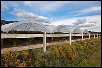 Raspberry cultivation. Watsonville, California, USA (color)