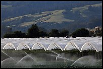 Canopies for raspberry growing. Watsonville, California, USA