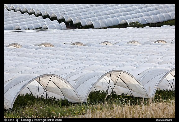 Canopies for farming raspberries. Watsonville, California, USA (color)