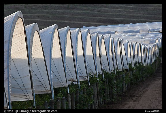 Raspberry canopies. Watsonville, California, USA